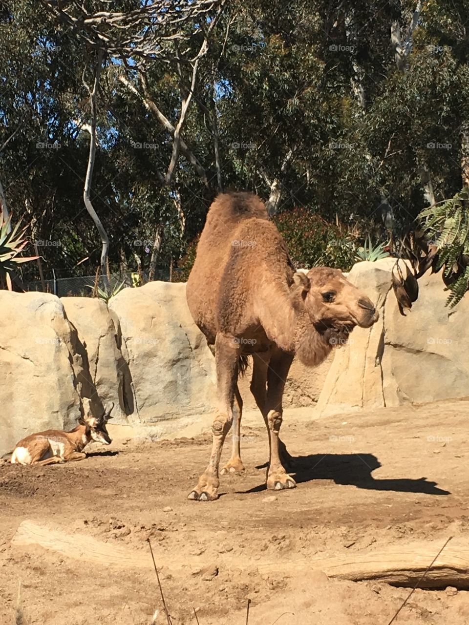 Grazing camel in the heat.