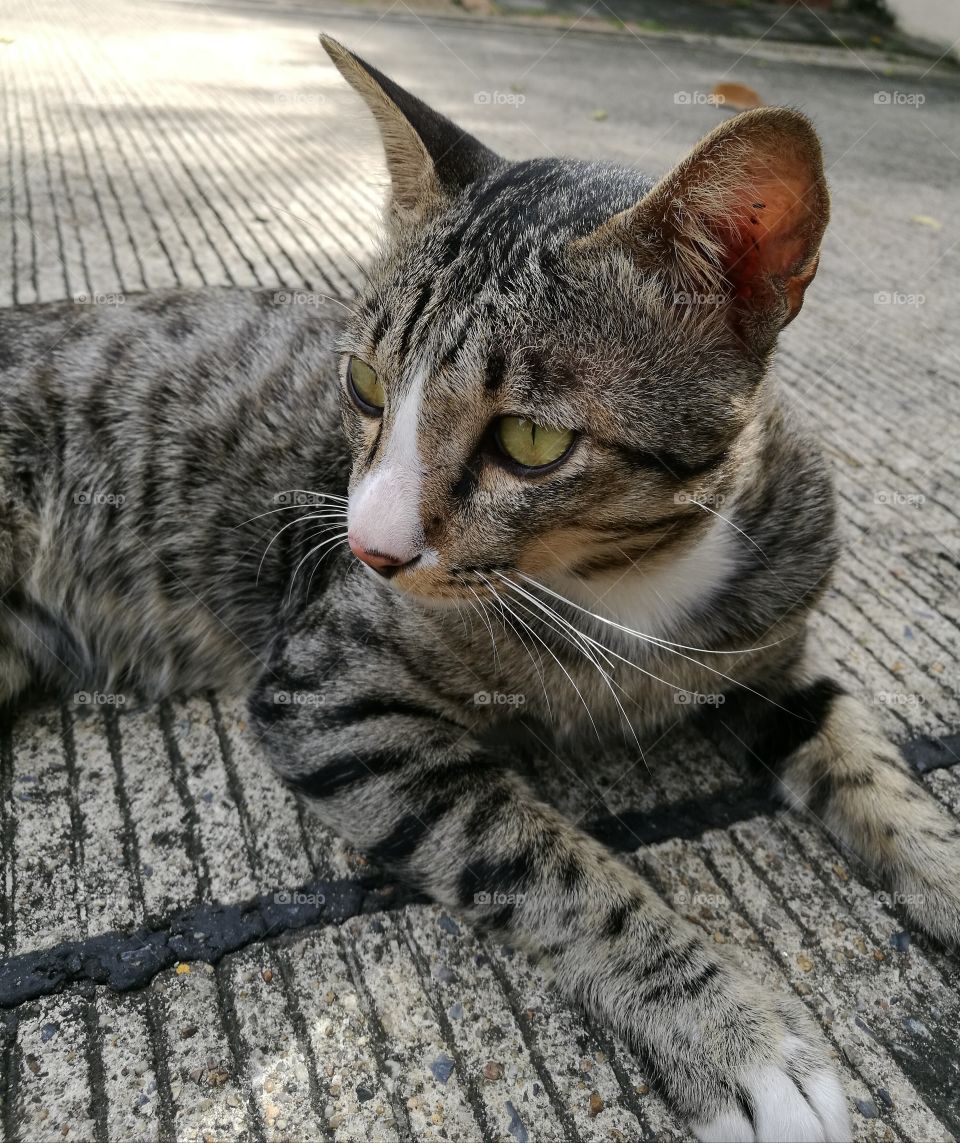 A cat with black stripe hair and green eyes lying on the street.