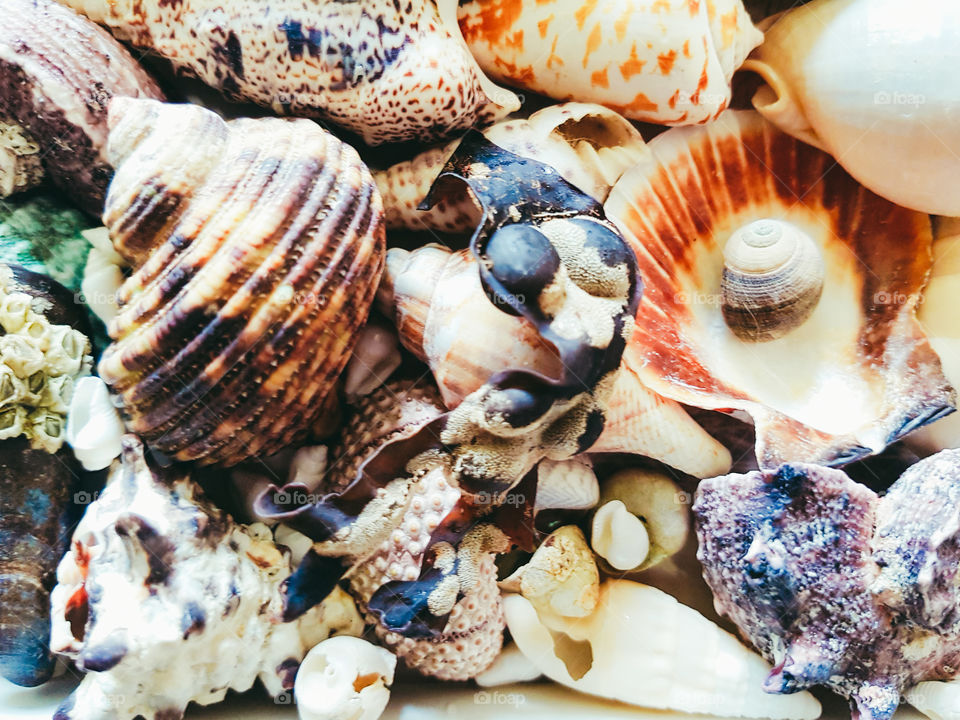 Variation of seashells