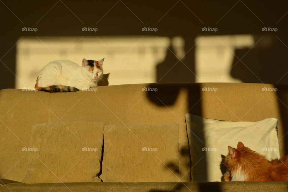 two cats pets relaxing home in the sunlight and shadows on a sofa cozy winter time