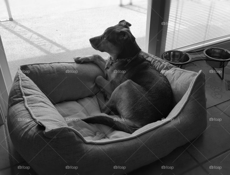 Paris enjoying her bed