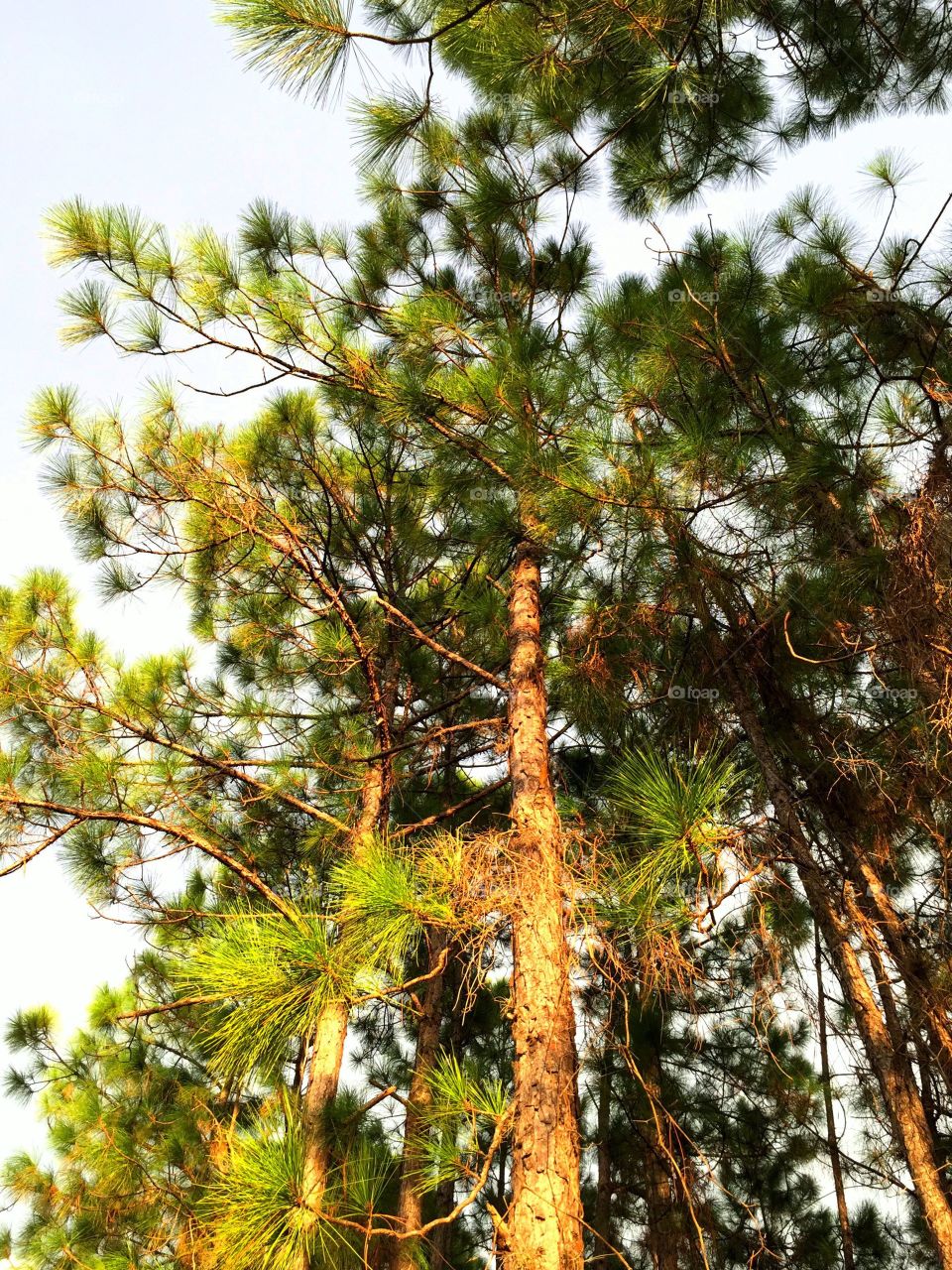 Forest in the golden hour . Forest in the golden hour
