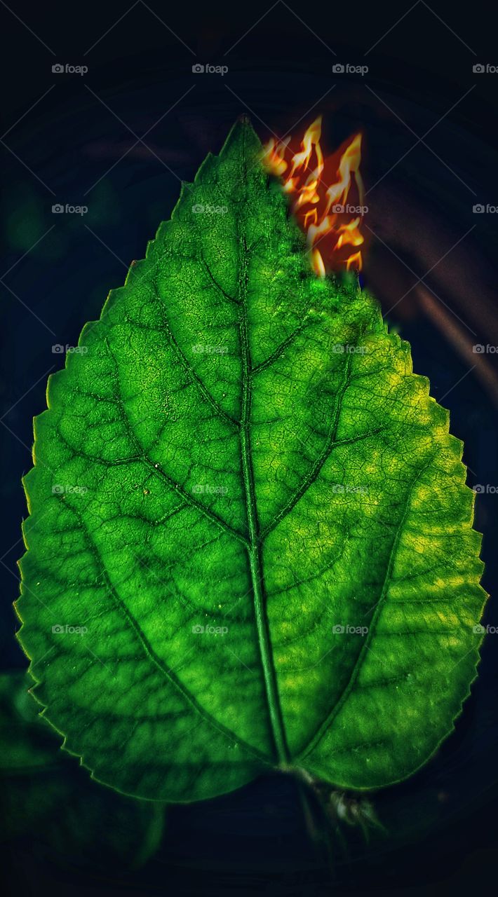 leaf
