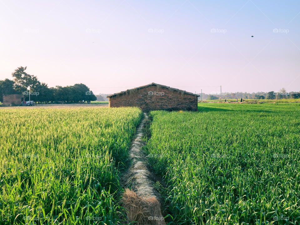 Standing crops farm with lush green environment