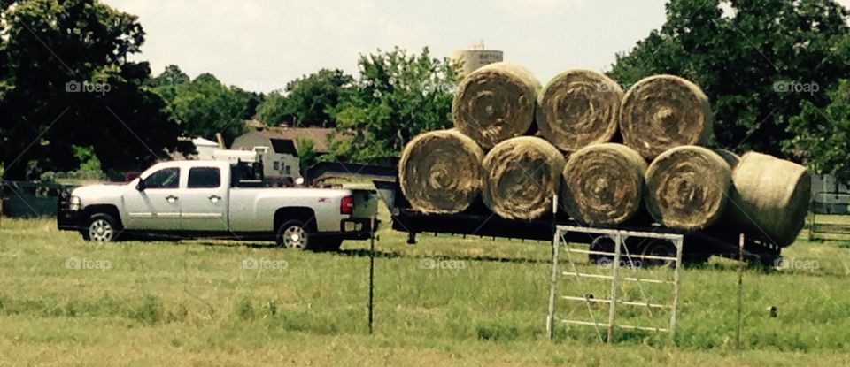 Truck and trailer loaded with round bales. 
