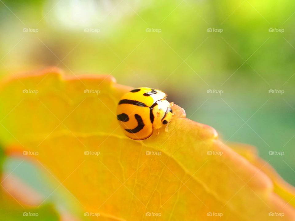 Ladybug's Moods of Autumn