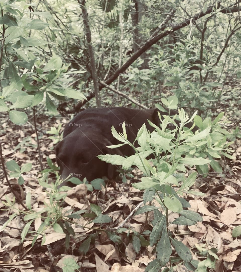Choco our Chocolate Labrador patiently waiting nearby while we repair the water pump. Always on guard. 