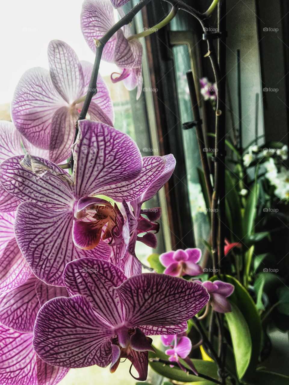 Orchid is a diverse and widespread family of flowering plants with blooms that are often colorful and often fragrant. ✨💫🍀🌸🌷💐🌺🌸🌱