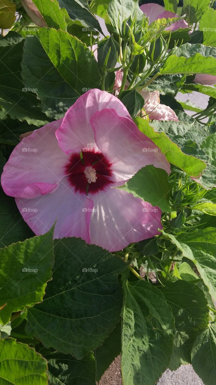 Pink Hibiscus in the Morning Light