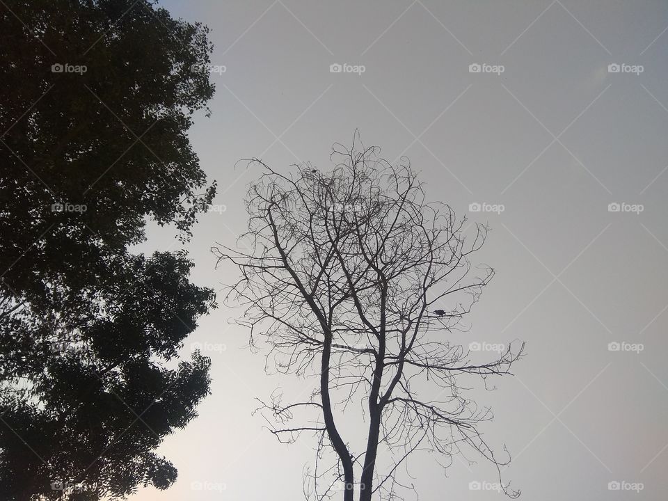 Tree, Fog, Landscape, Silhouette, Nature