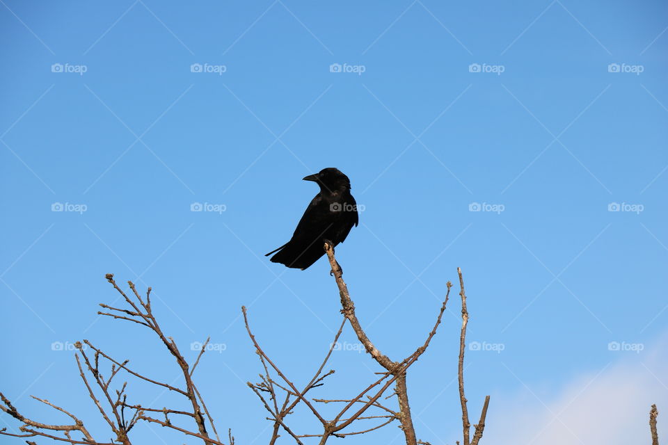 Crow 