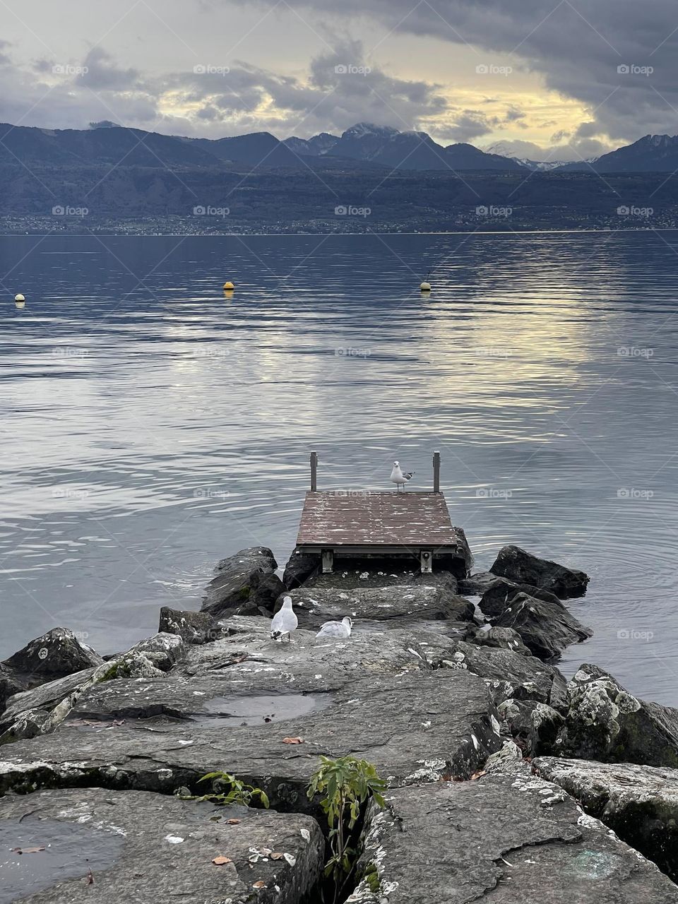 Lake seagulls resting on a pier at Lausanne Leman lake, Vaud, Switzerland 