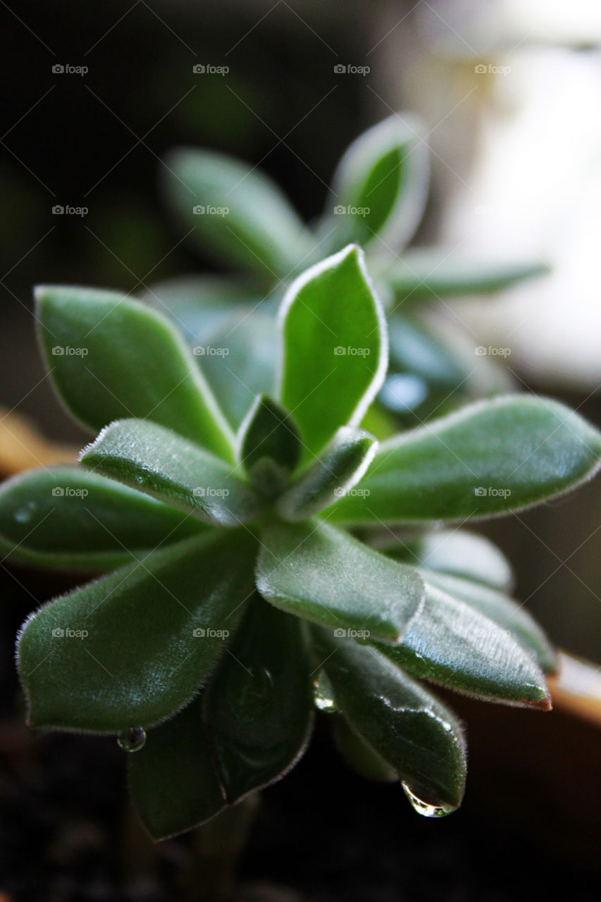 succulent plant