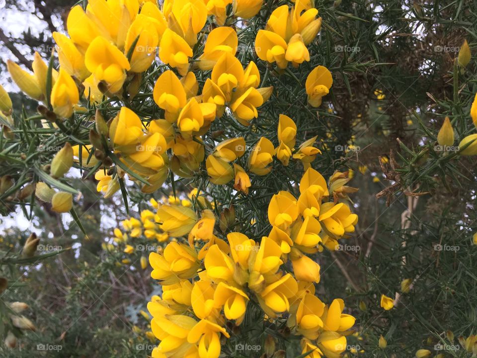 Yellow flowers 