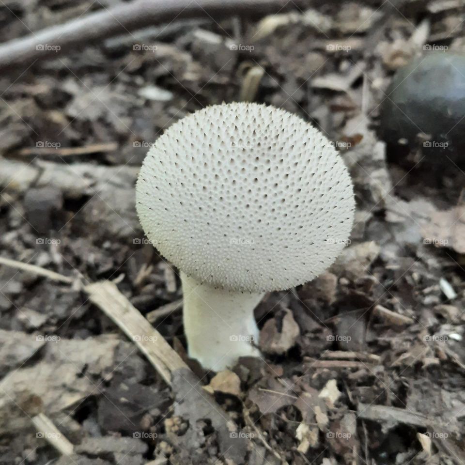 White mushroom 