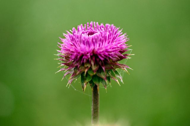 Thistle Blossom