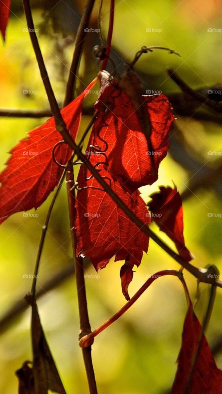 Fall color