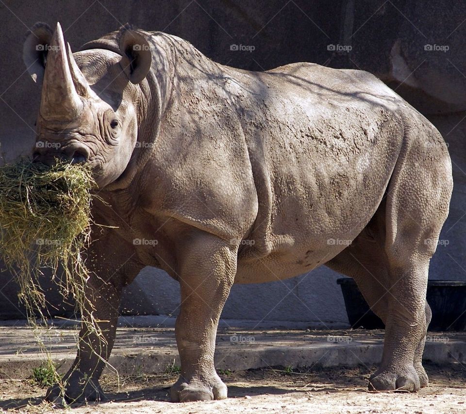 majestuosidad del rinoceronte