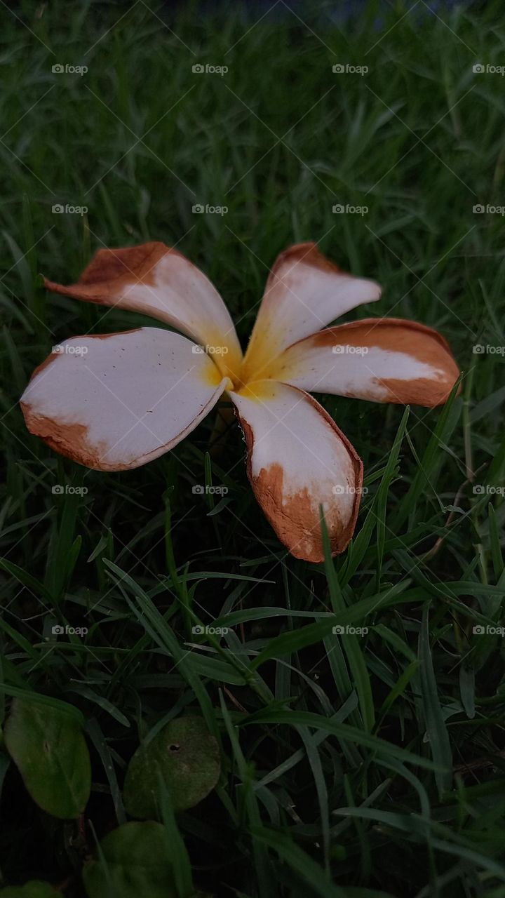 The world is so much more beautiful when you see it through white flowers.