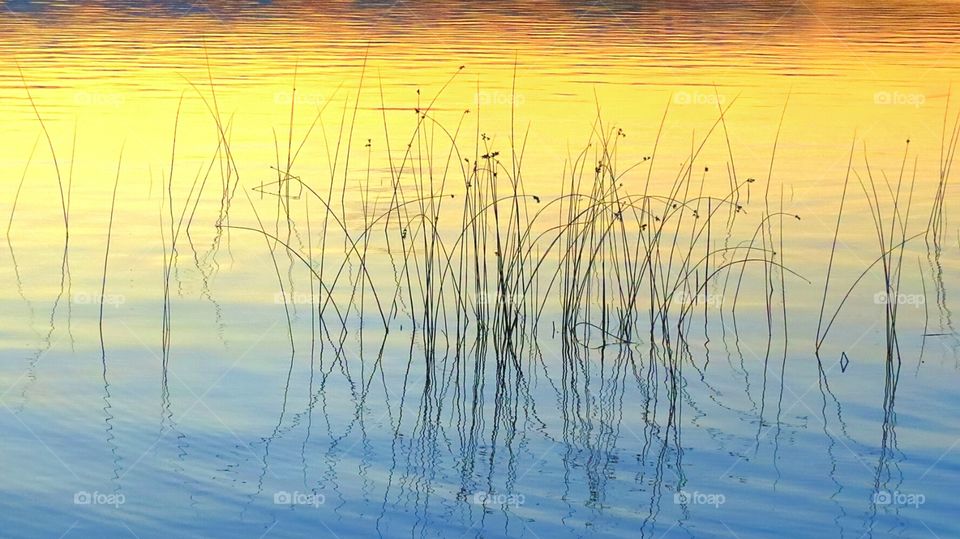 Sunset colors in the water reeds
