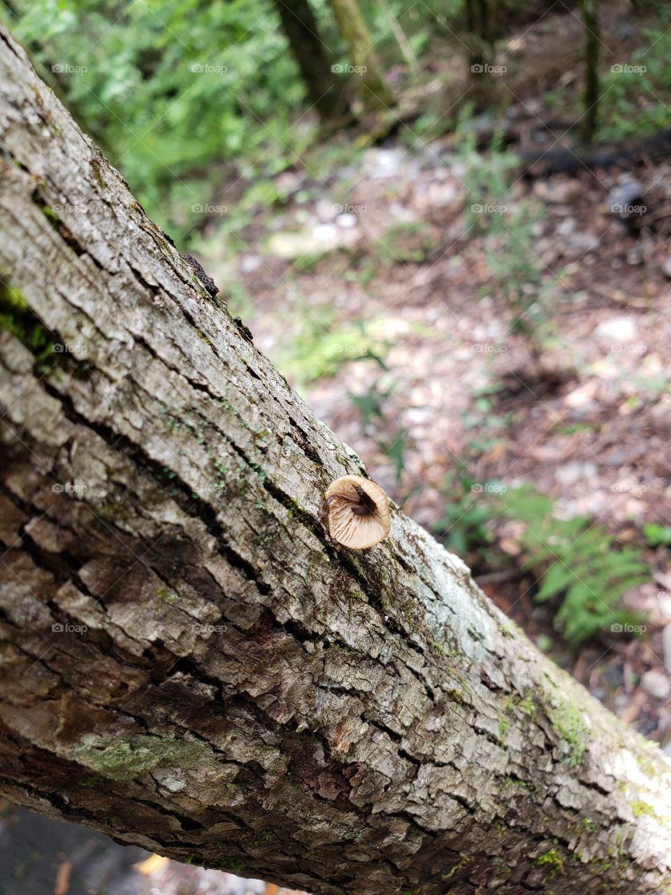 Slug in a mushroom on a tree.