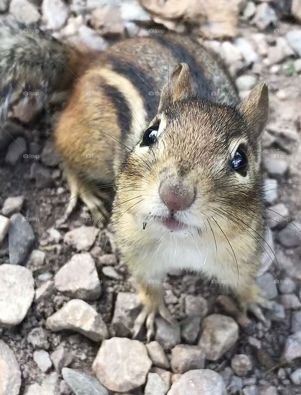 Chipmunk looking at the camera
