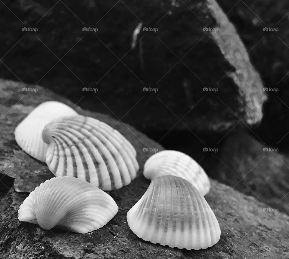Seashells black and white