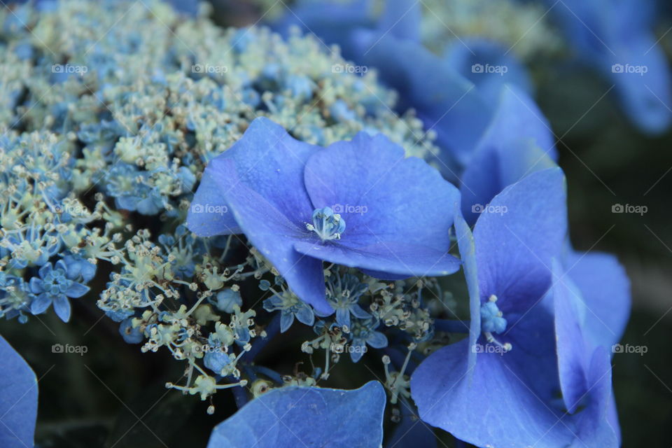 blue flower