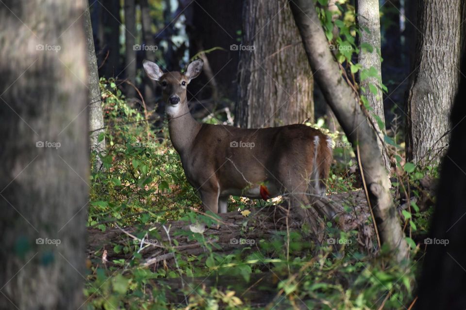A doe straddling a tree on a fall morning