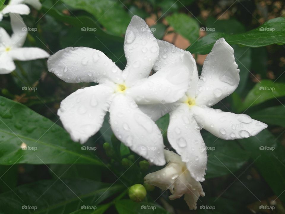 Flowers