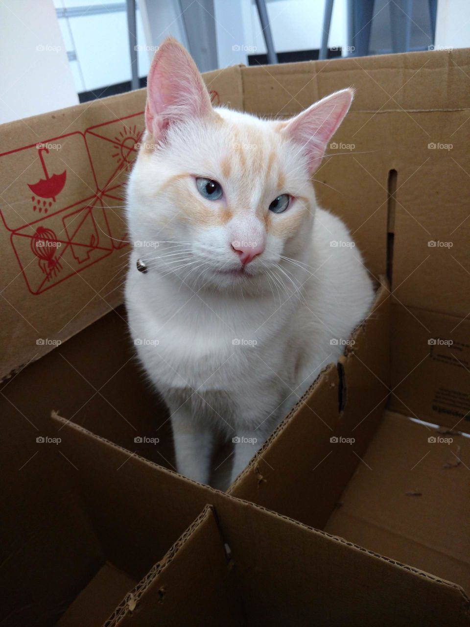 The cat inside the box