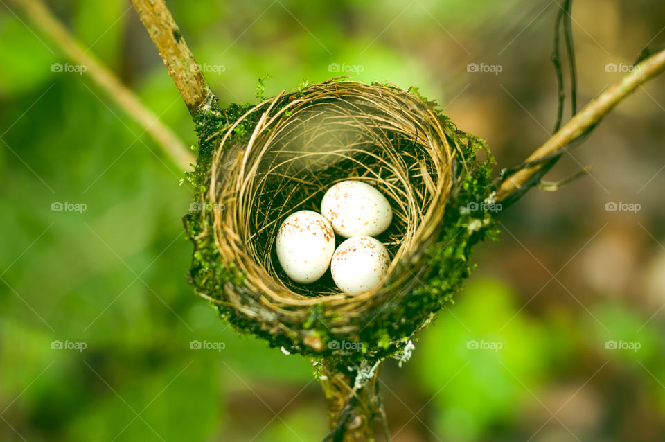 What else could be beautiful other than tiny white eggs of a bird in a green forest?!