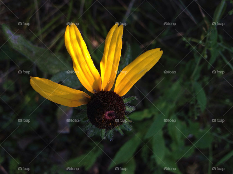 light yellow flower black by miowan