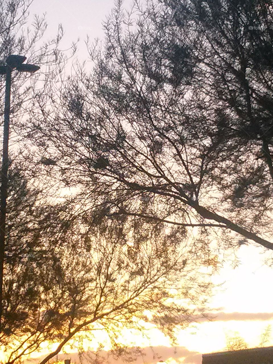 Two Trees meeting each other
Creating Beautiful Designs 
With the Bright help, of the 
Sunny Sunshine . 
Designs of a bird and star
With much more . that one
Can see and maybe to others
Some other design that others 
Cannot see, which is fine .Because one design, is found,
But to another , another design 
Is Found. So to each his own,
Because these two trees,
With the Sunny Sunshine Shiny
Through them, is Beautiful 
No matter how one looks at them.