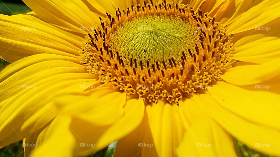 yellow sunflower flower sun floral outside