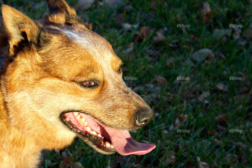 An Australian Cattle Dog / Red Heeler enjoying the outdoors during golden hour 