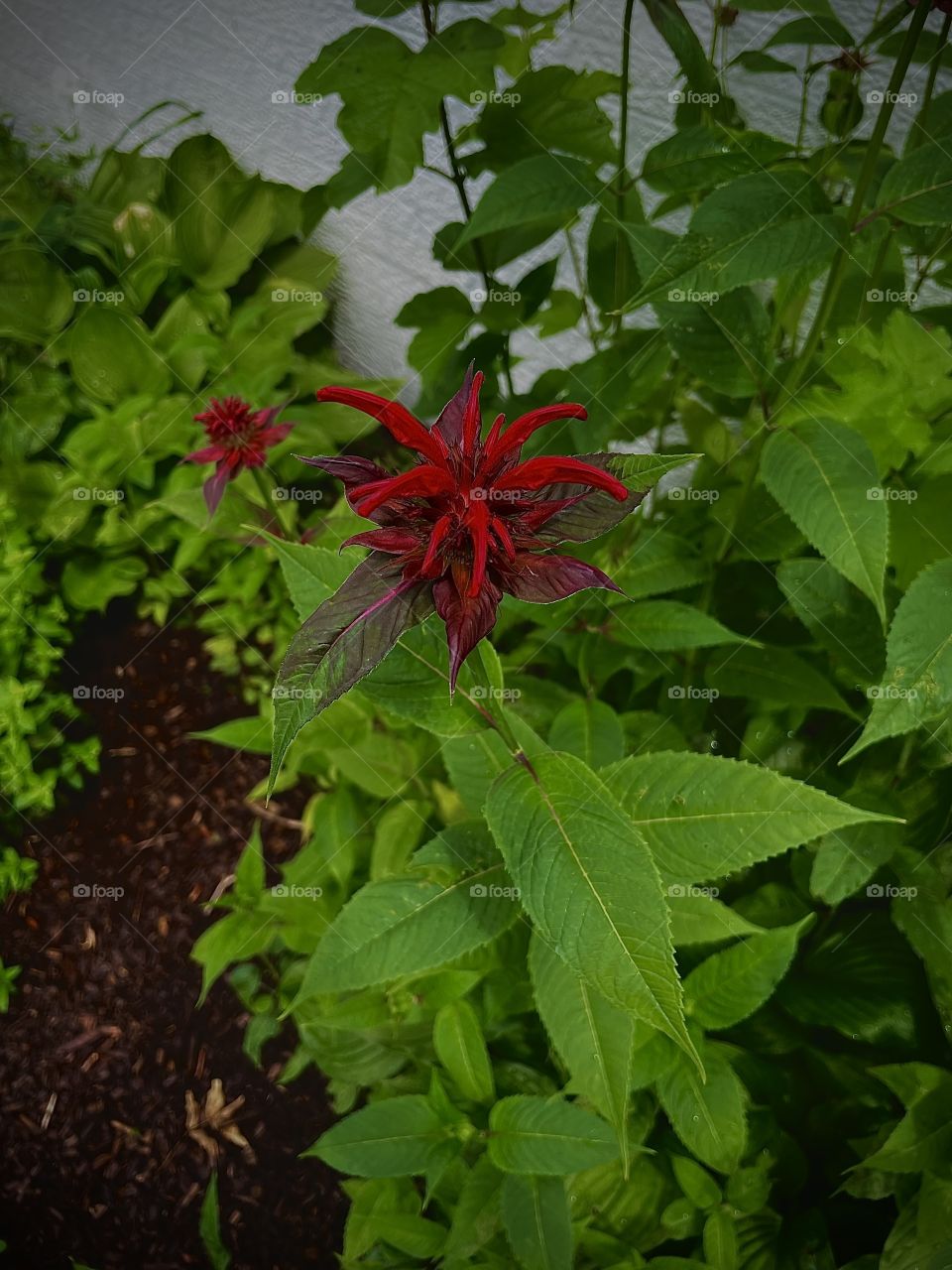 A unique flower in the garden
