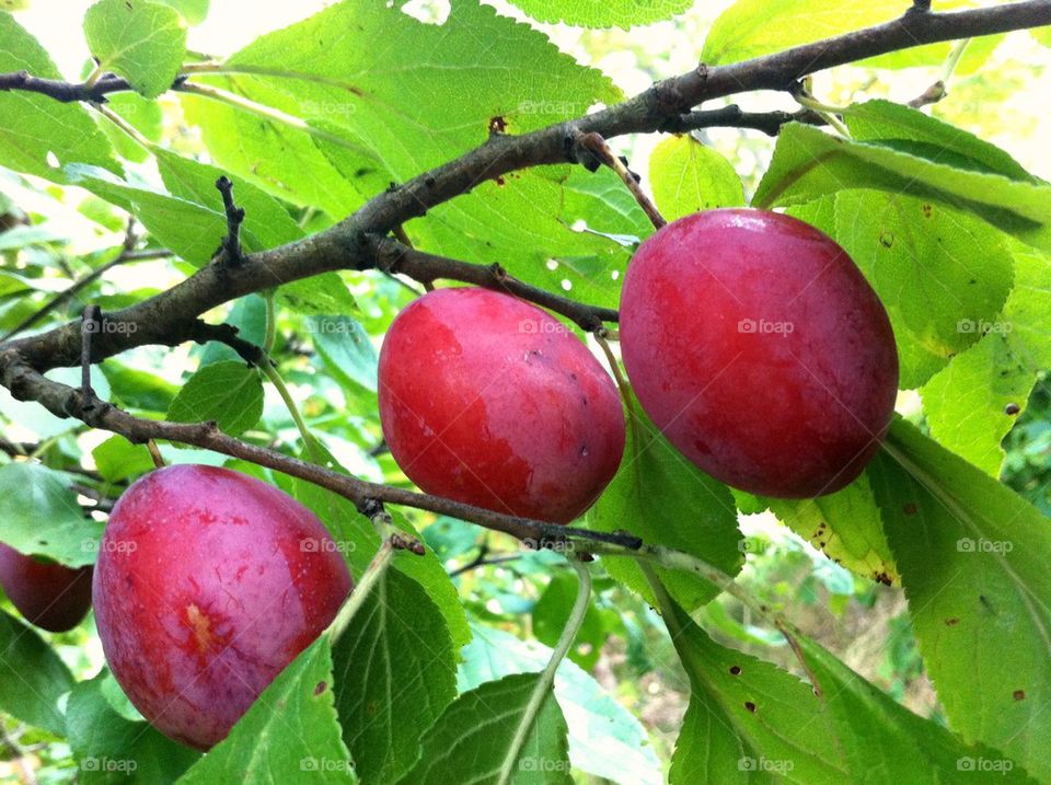 Plum tree branch with red fruits.