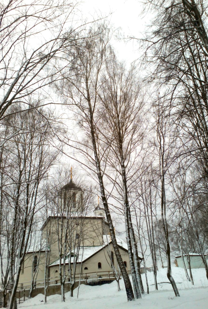 Winter, Snow, Tree, Wood, No Person