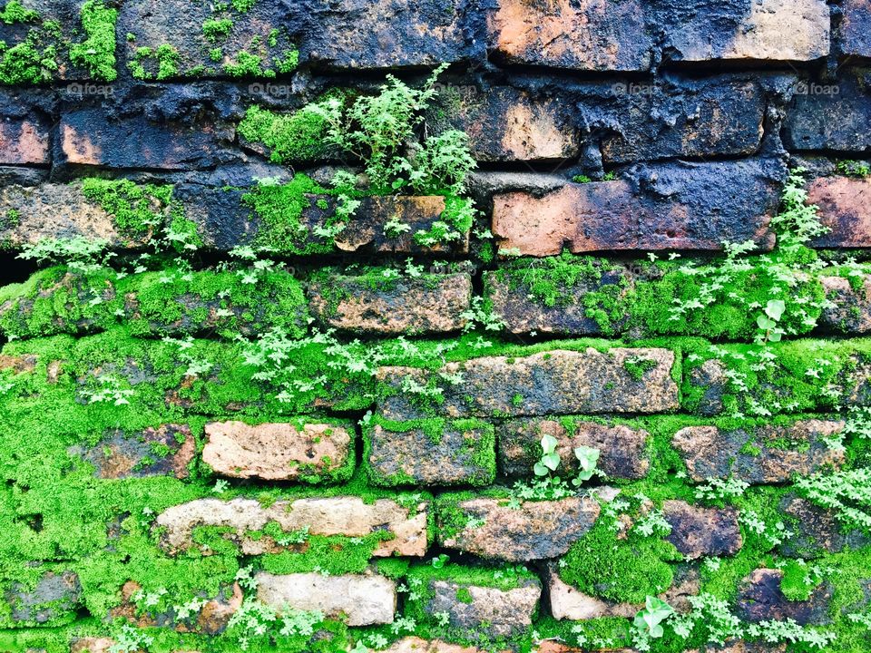 Moss on brick wall