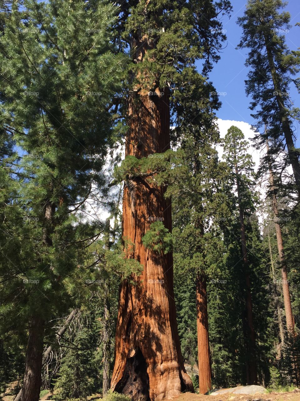 Sequoias