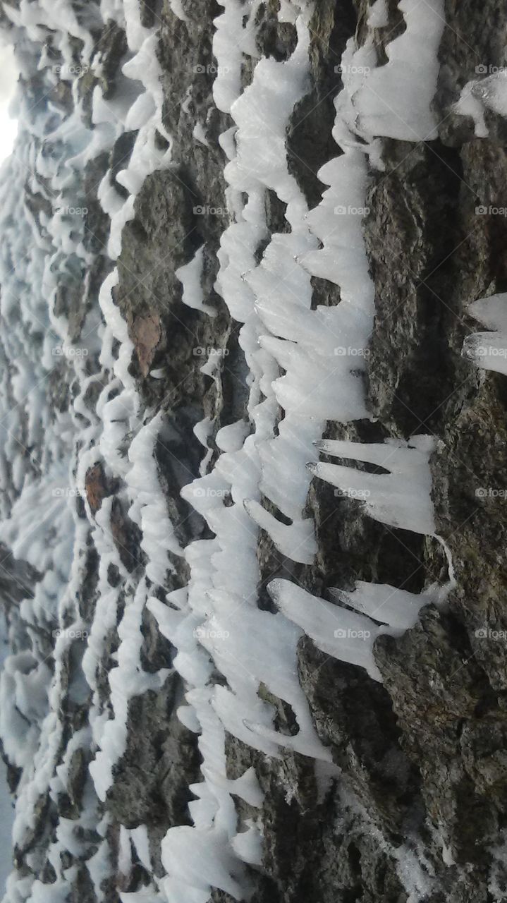 wood and ice