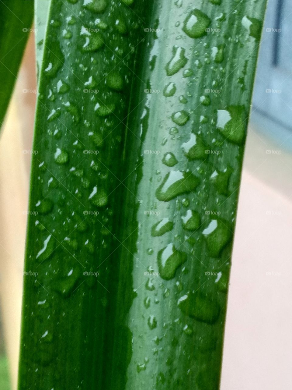 Title- Call of the green
Description- Rain drops on a green leaf.
Location- West Bengal,India