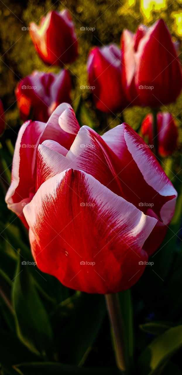 Two-toned Tulips