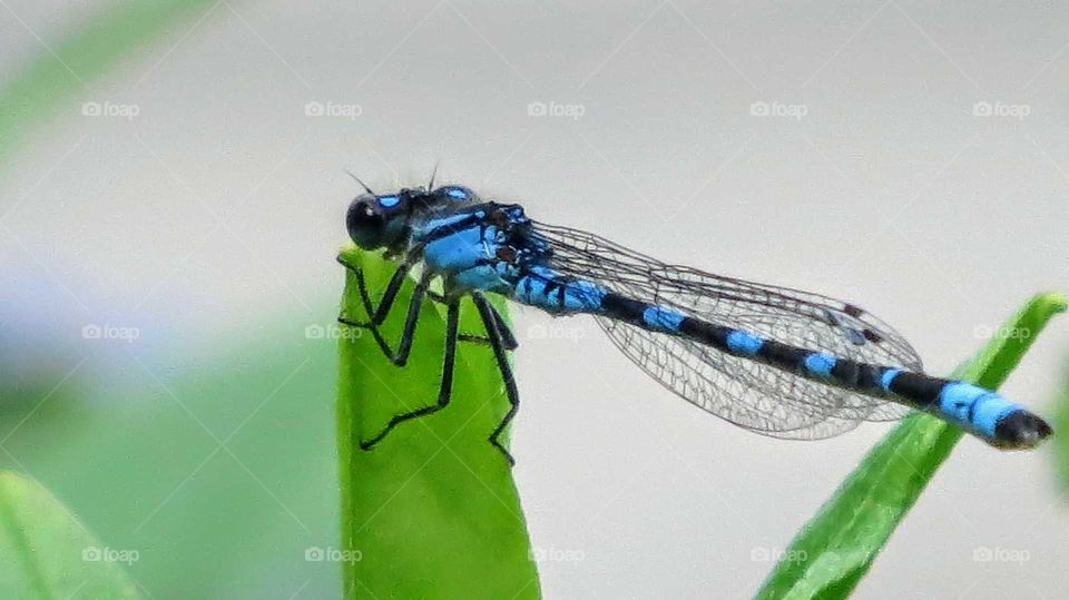 Bright Blue Dragonfly