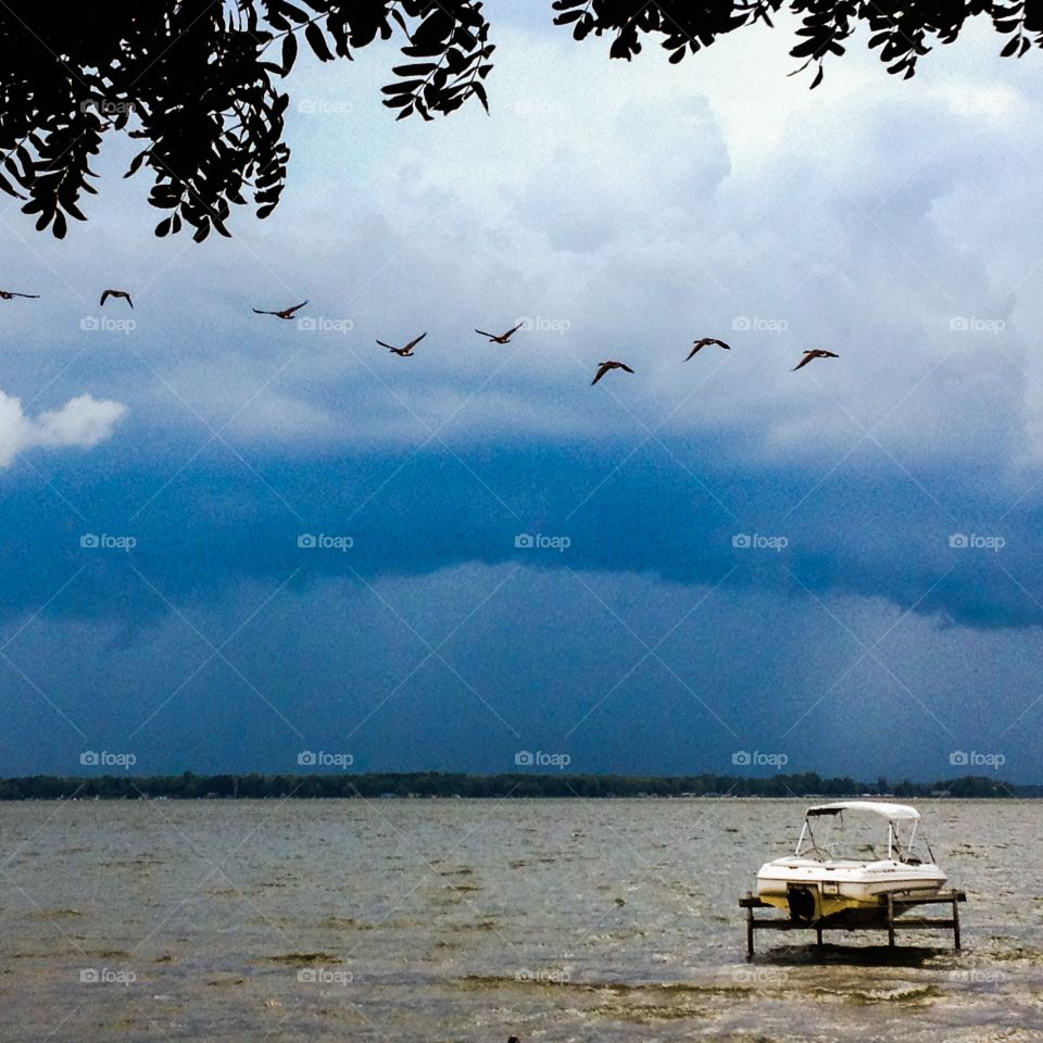 Geese over Lake