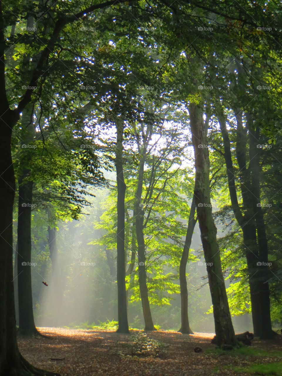 Sunlight through green woods