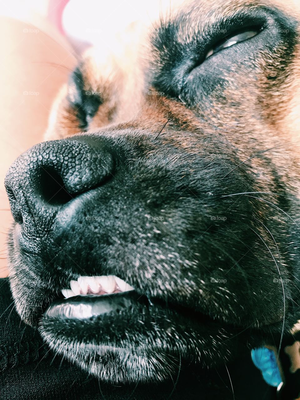 Puggle muzzle with an underbite
