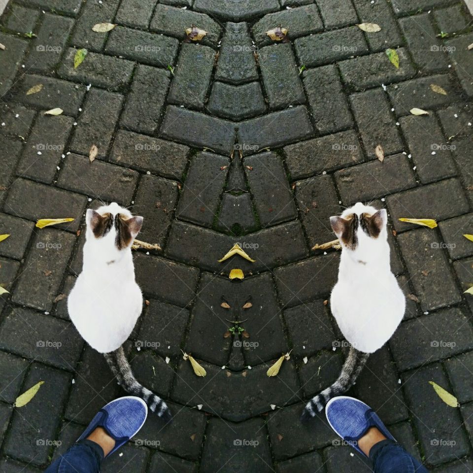 A female cat sitting on block road. Owner feet was at her tail. The double object was made by photo app editor.