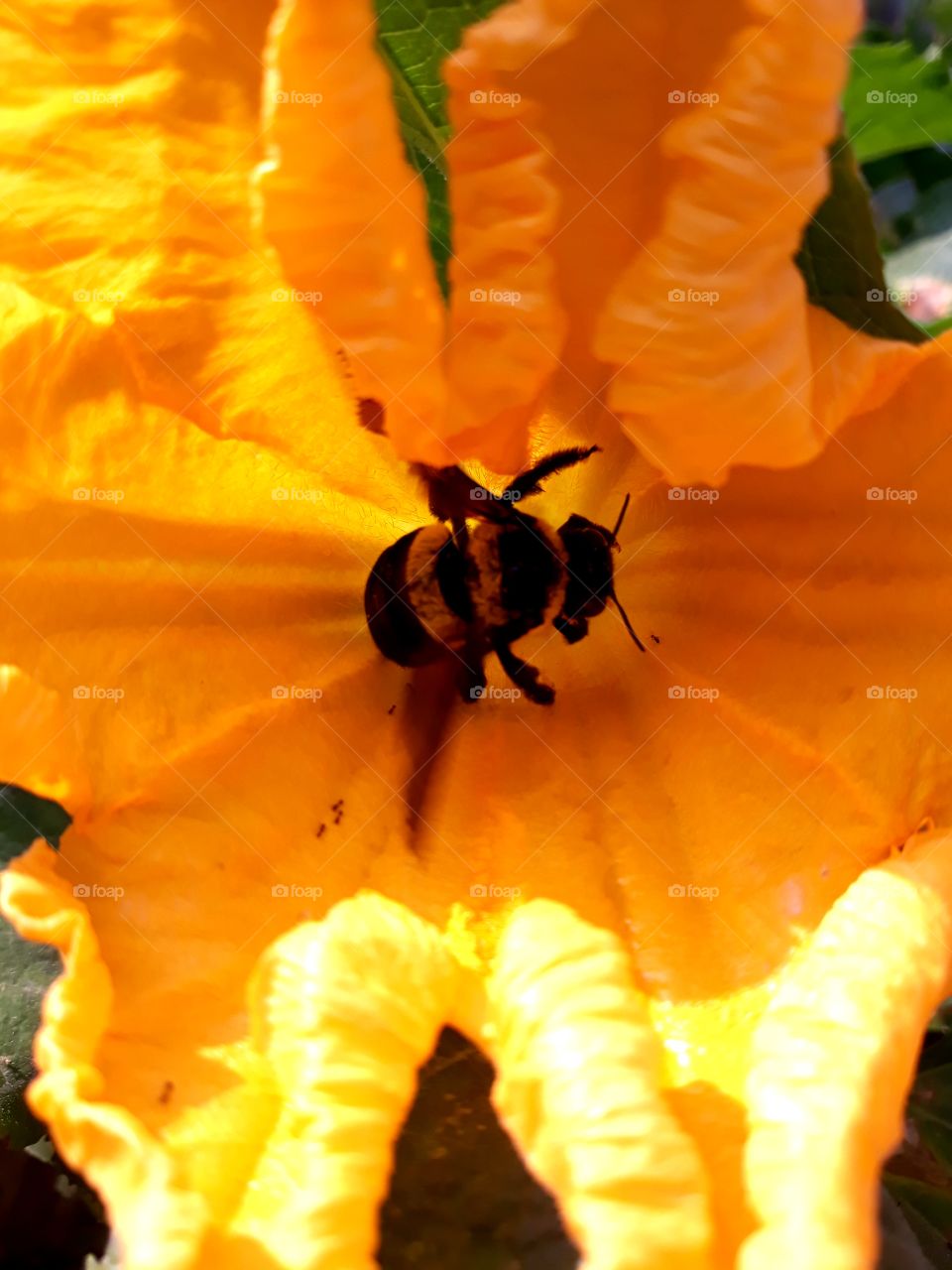 The queen bee enjoying the nectar of a beautiful squash flower in my backyard garden.